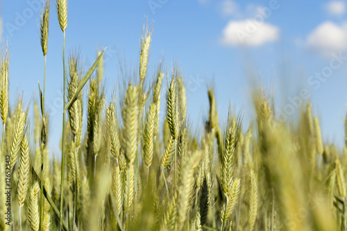 mature cereal  close-up