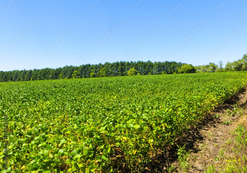 Soybean field on summer
