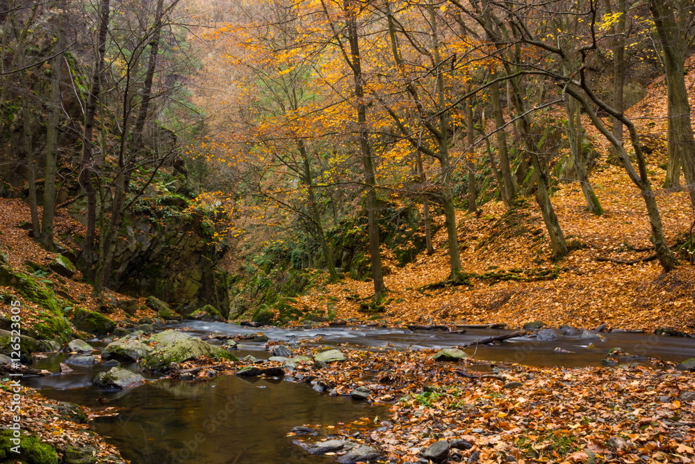 Autumn creek in bohemian forest, Czech Republic. Autumn creek in bohemian forest, Czech Republic.