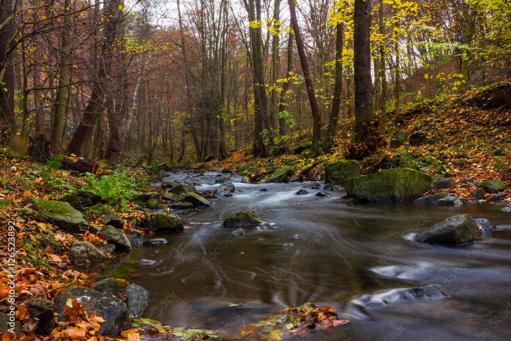 Autumn creek in bohemian forest, Czech Republic.