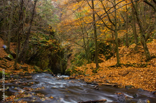 Autumn creek in bohemian forest  Czech Republic.
