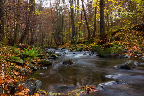 Autumn creek in bohemian forest  Czech Republic.