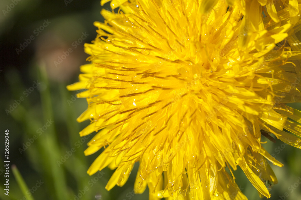 yellow dandelions in spring yellow dandelions in spring