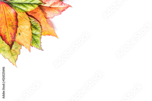 Frame border from Beautiful fallen autumn leaves 