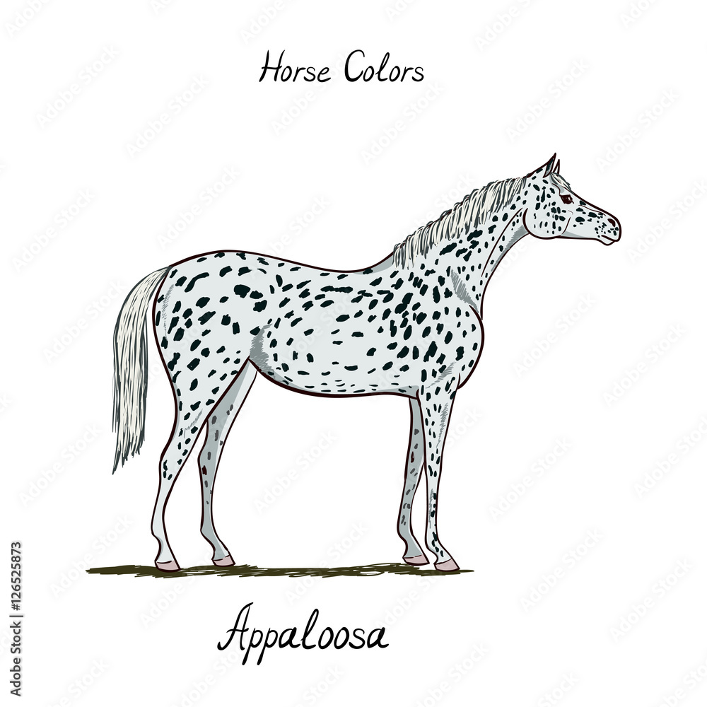 Appaloosa Horse Coloring Pages - 1000 F 126525873 RY0dNler1Bz5pTg9J9Sg8LP2Ws3GvpxD 
