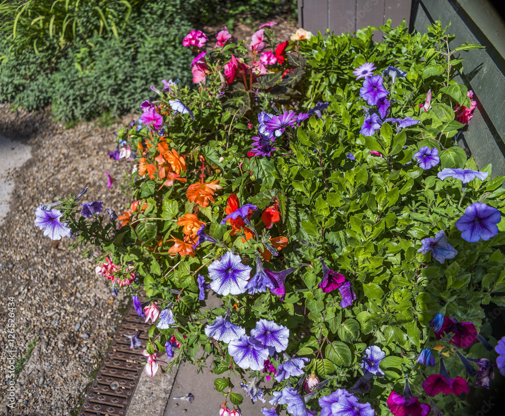 Naklejka premium garden