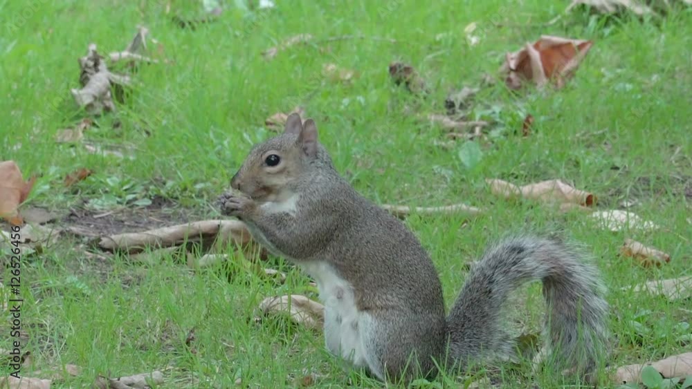 Cute little squirrel munching some food using his hand to hold the food Cute little squirrel munching some food using his hand to hold the food