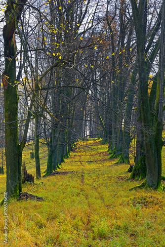 Old tree, Park and deer park around the castle Hukvaldy autumn, Czech Republic photo