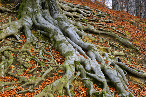 Fotografía Old tree roots - European beech (Fagus sylvatica), park castle Hukvaldy, Czech R