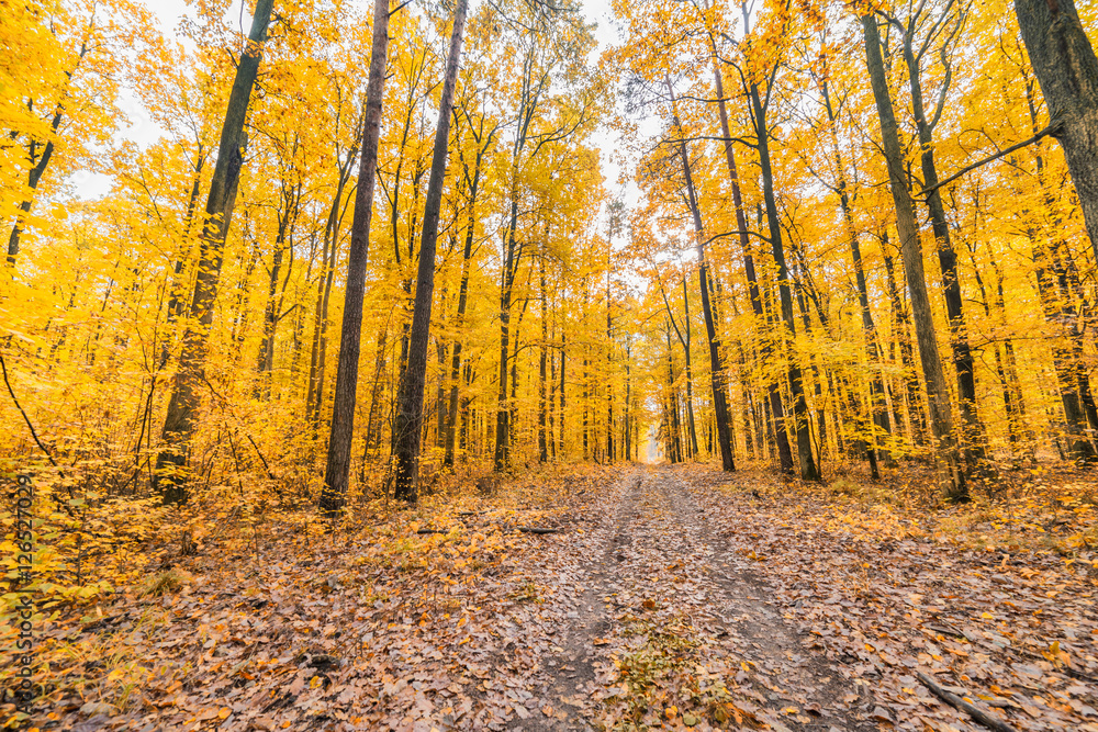 Obraz premium colorful autumn forest