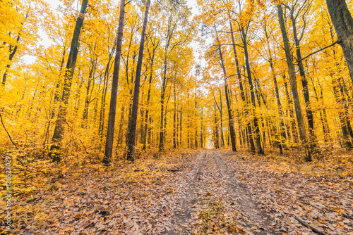 colorful autumn forest