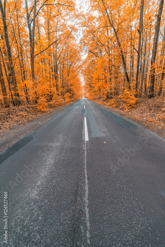 road in autumn forest