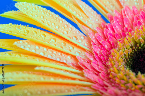 Photos Уellow Gerbera flower. Drops of dew. Macro. On a blue backgroun