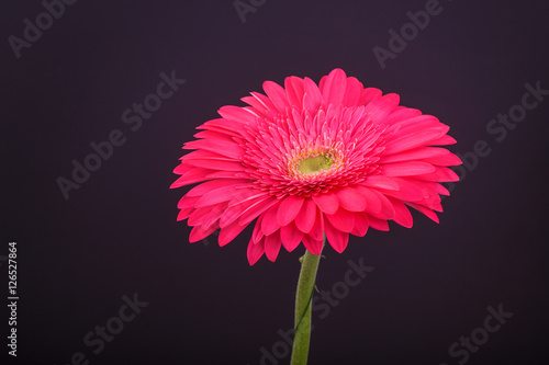 Pink Gerbera flower. On a dark background