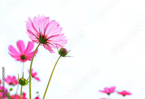 Cosmos flowers