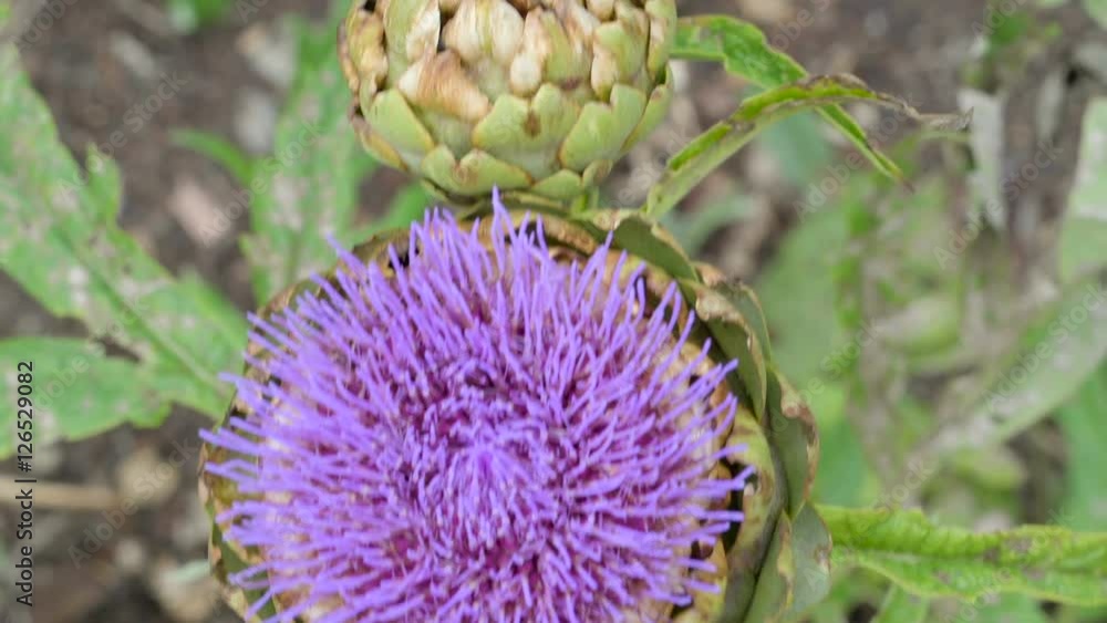 The purple flower of Cirsium on the plant waving on the breeze of the wind inside the garden The purple flower of Cirsium on the plant waving on the breeze of the wind inside the garden