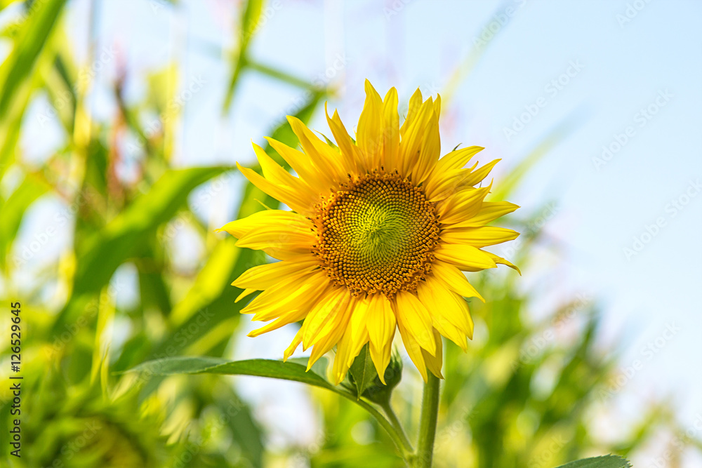 Obraz premium sunflower on the field