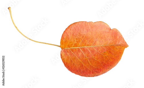 Orange autumn leaf