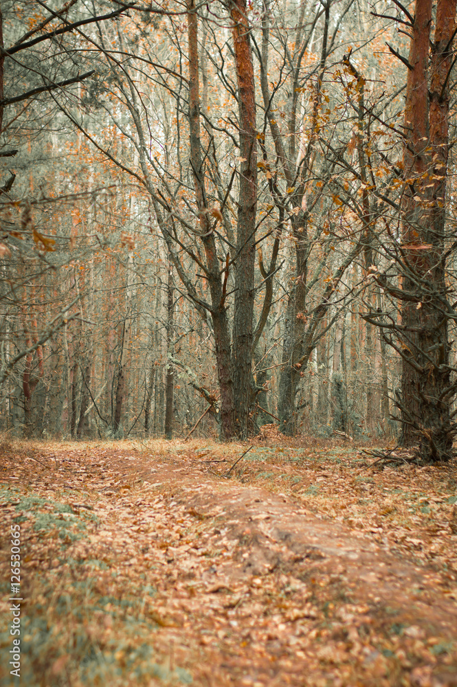 mysterious forest