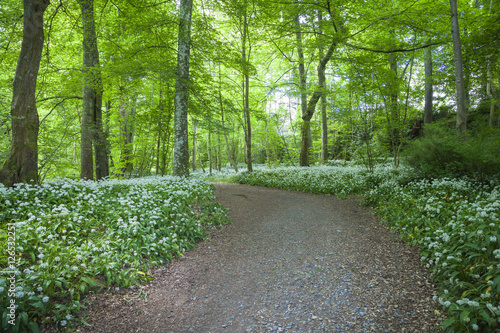 Felder von Bärlauch in den Birks of Aberfeldy, Schottland photo