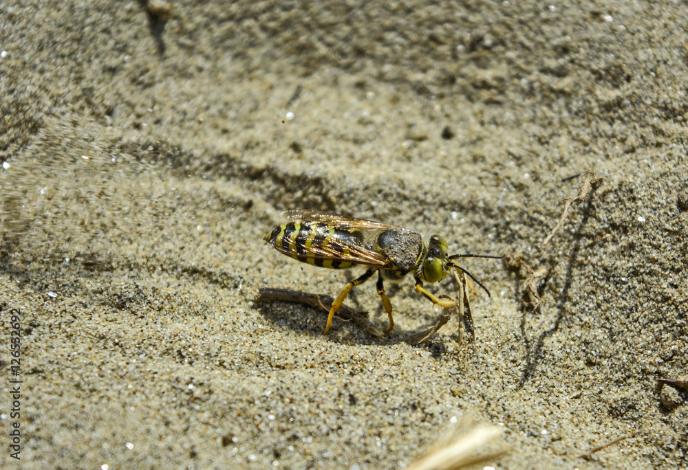 Fototapeta premium Wasp digs in the sand