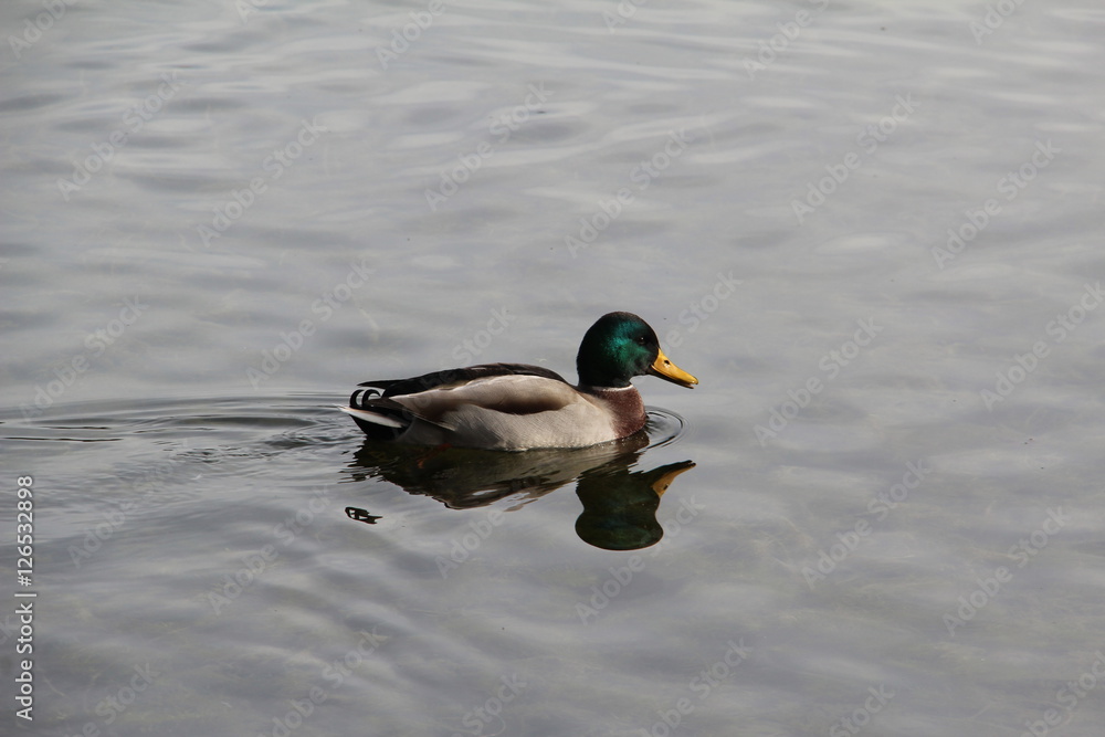 Obraz premium Ducks on the river