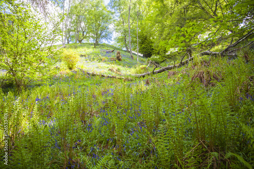 Farnwiesen in den Birks von Aberfeldy, Schottland photo