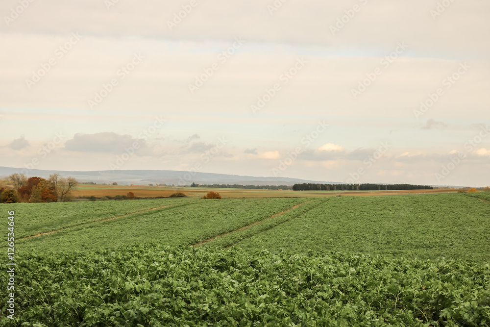 Blick über den Acker Blick über den Acker