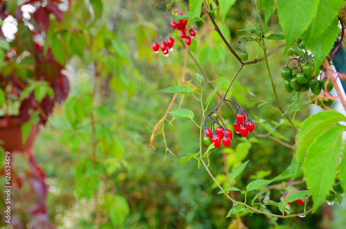 Bright red ivy berry with raindrops for beautiful texture or  background  Autumn wallpaper. photo