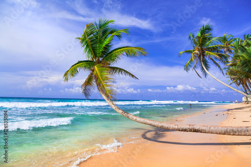 Tropical holidays in Sri lanka. Beautiful wild palm beach
