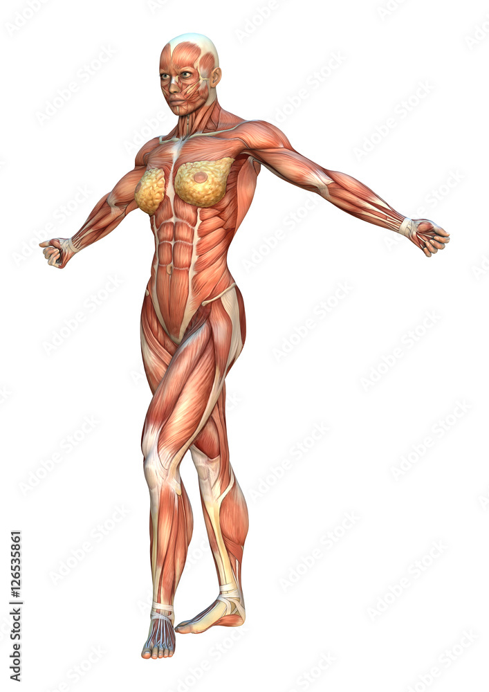 3D Rendering Muscle Maps