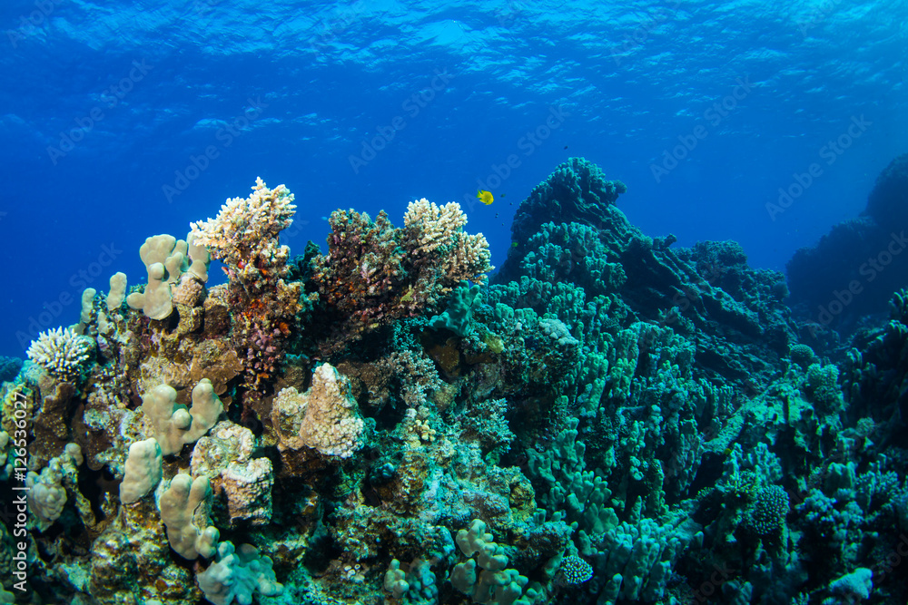 Coral garden