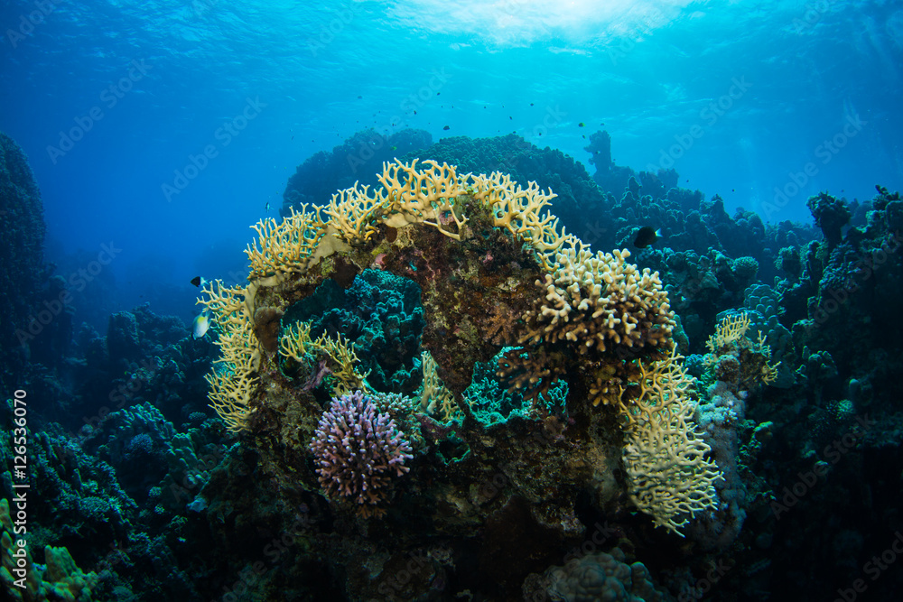 Naklejka premium Coral garden