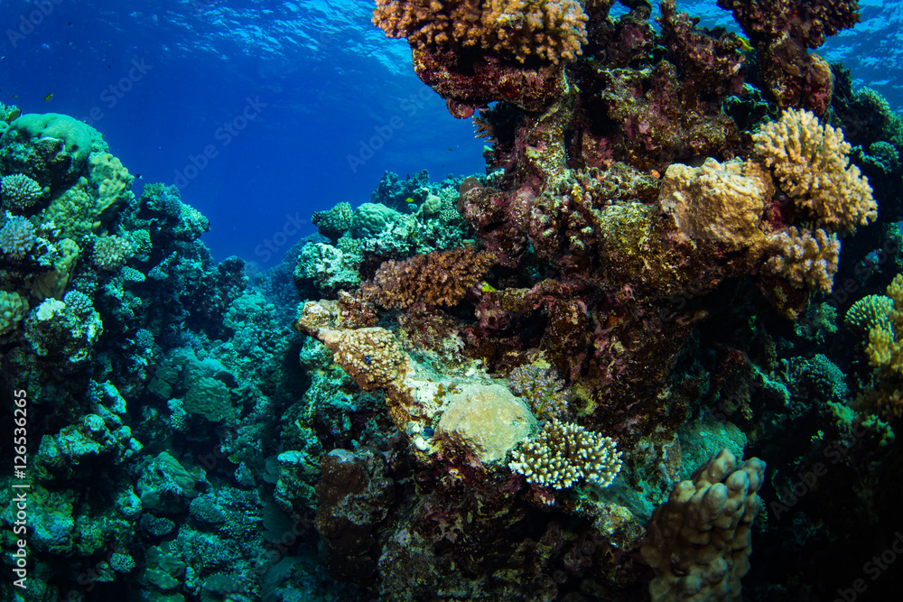 Coral garden Coral garden