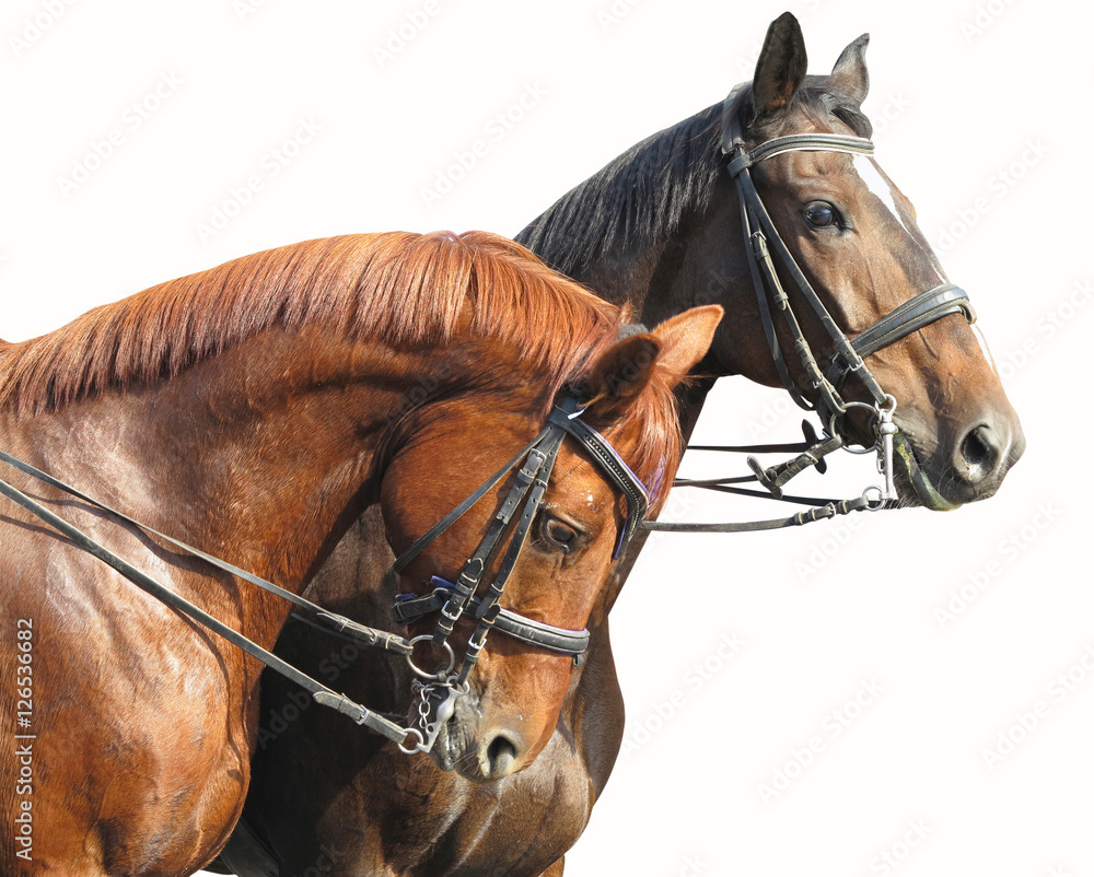 Obraz premium Portrait of two brown horses isolated on white