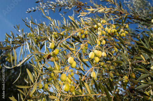 The olive Olea europaea) © Marnel Tomić