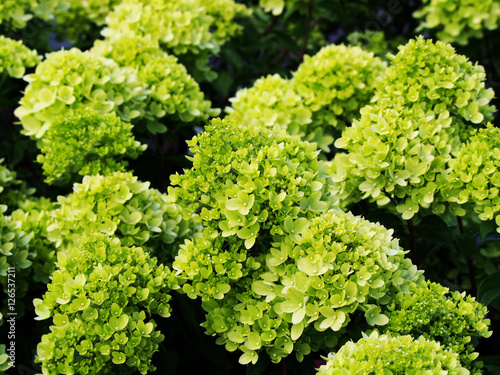 Obraz na plátně Hydrangea paniculata 'Little Lime' Jane - panicle hydrangea