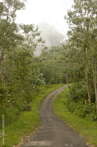 Straße im Dschungel
