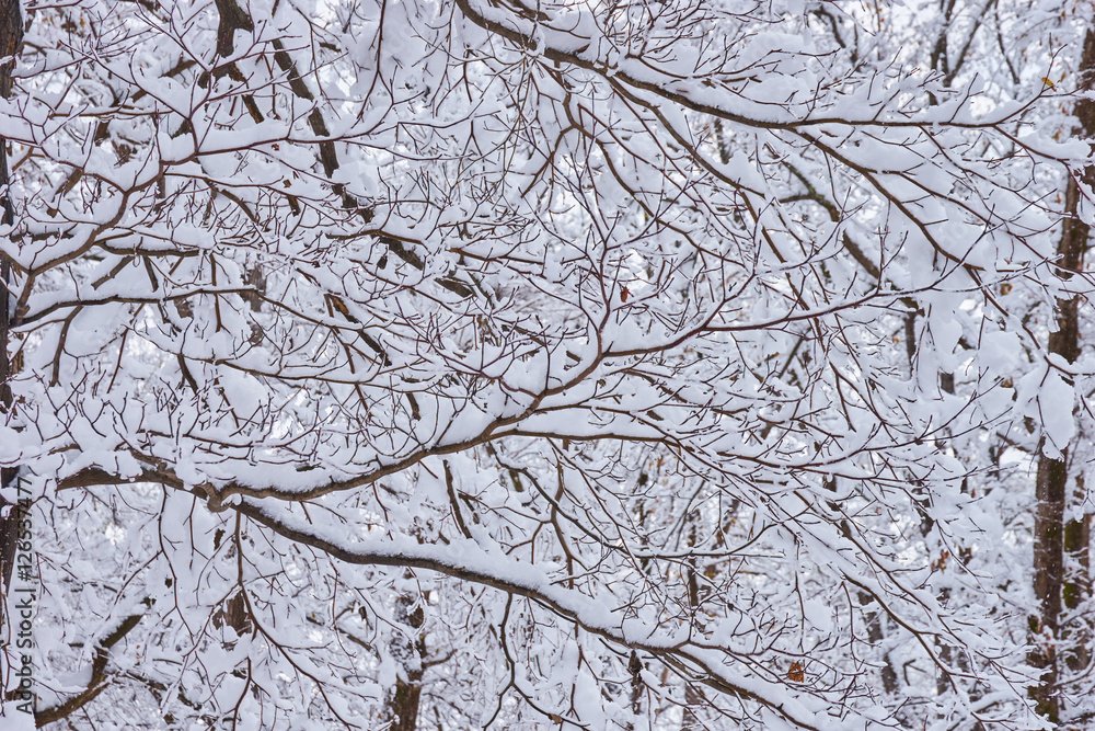 冬の神楽岡公園 木の枝に積もった雪