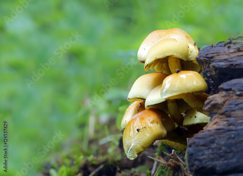 mushrooms velvet pioppini