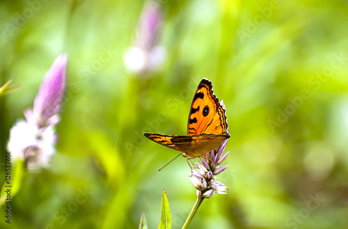 Butterfly on the green grass in the morning.