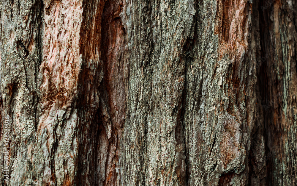fondo de madera de pino chileno fondo de madera de pino chileno