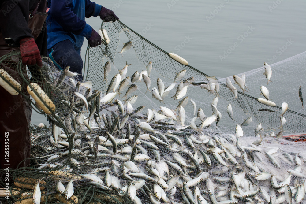 Obraz premium On the fisherman boat,Catching many fish at mouth of Bangpakong river in Chachengsao Province east of Thailand.