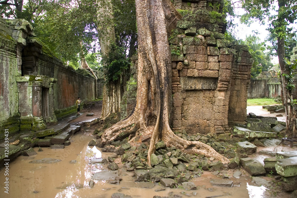 Die Natur holt sich den Tempel Ta Prohm in Angkor in Kambodscha zurück Die Natur holt sich den Tempel Ta Prohm in Angkor in Kambodscha zurück