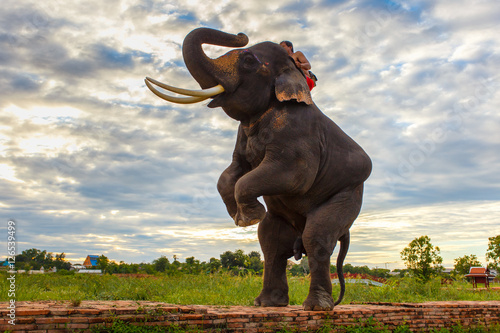 Elephants and old stupa at ayutthaya province in Thailand