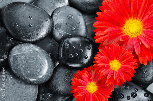 Fotografi flower on black pebbles in water drops as background