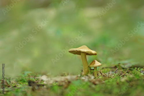mushrooms in the grass