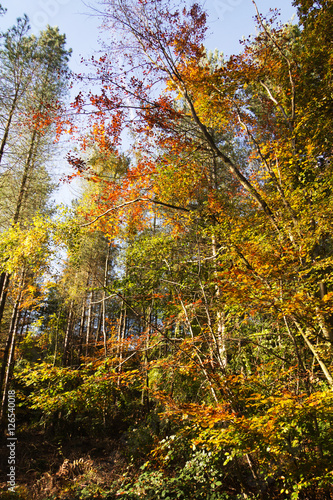 Woodland scene with yellow and brown autumn leaves