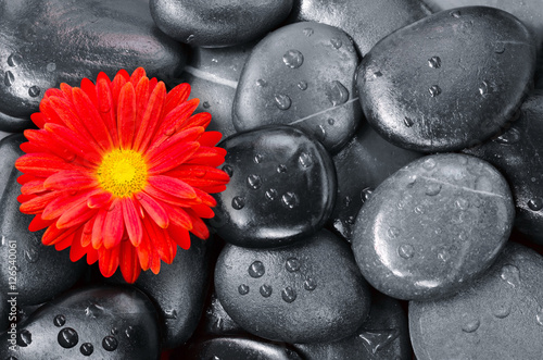 flower on black pebbles in water drops as background