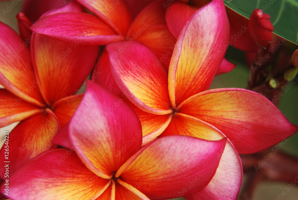 Beautiful Set of Three Colors Kamboja from Indonesia with leaf - Close Up.. Have 3 color gradation: red, yellow, and white.. Beautiful Set of Three Colors Kamboja from Indonesia with leaf - Close Up.. Have 3 color gradation: red, yellow, and white..